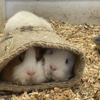 甲府市の動物園、コメダ寄贈の麻袋がモルモットに大人気 画像