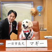 盲導犬マギーちゃん、京都・亀岡市の一日市長犬に就任！ 任命式では市長の椅子の座り心地を確認 画像