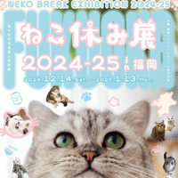 ねこ休み展 2024-25 in 福岡