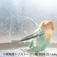 鳥物語トリストーリー展 2024-25