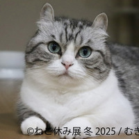 ねこ休み展 冬 2025