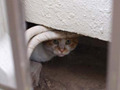 “隙間”に隠れた可愛い猫の写真を集めたコンテスト 画像