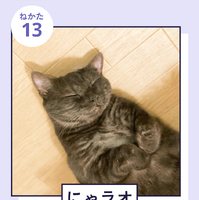 「『ねこのねかた』22選」