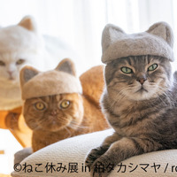 ねこ休み展