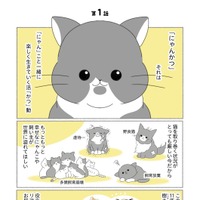 『にゃんかつ 11匹と2人の暮らし』（C）KADOKAWA