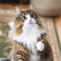 （C）ねこ休み展