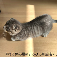 （C）ねこ休み展