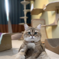 （C）ねこ休み展