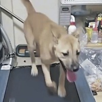 韓国人の異常配信が物議　“ピアス犬”をランニングマシンで3時間走らせ投げ銭受け取り