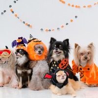 「ゆるり箱根with DOGS」