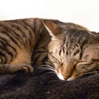 眠り猫ならば静止画も撮影しやすいが……