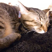眠り猫ならば静止画も撮影しやすいが……
