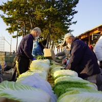 野菜の特価販売