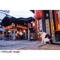 （C）Mitsuaki Iwago