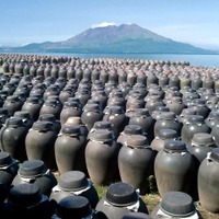 桜島を望む伊達醸造の壺畑