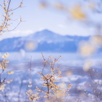 長瀞宝登山臘梅園