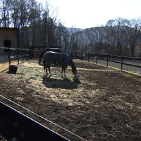 敷地内に３頭の馬©MBS