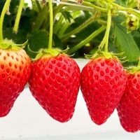 JAL AGRIPORT共催『いちご狩り体験』　参加費： 300円(現金のみ)