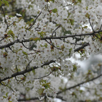 東京・国立市の桜（2009年）