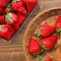 甘みと酸味のバランスが絶妙な丹波産いちご