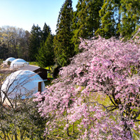 「W(ダブル)お花見」が叶うプレミアムなシーズン