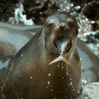 大量のサバが打ち上がると、砂浜は熱狂に包まれる（C）NHK