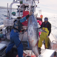 プロフェッショナル仕事の流儀「津軽海峡、マグロに愛された男 マグロ漁師・菊池武一」（C）NHK