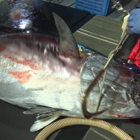 プロフェッショナル仕事の流儀「津軽海峡、マグロに愛された男 マグロ漁師・菊池武一」（C）NHK