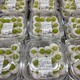 【コストコ新商品】2026年8月下旬に売り場で発見！「炙りラフテー油そば」「シャインマスカット大福」など注目12選 画像