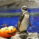 親子でお泊り水族館、ハロウィンバージョン　10月27-28日 画像