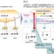 NTTコミュニケーション、企業向けVPN直結型IP電話サービス「.Phone Direct」を提供開始 画像