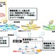 NTTら、生物の「ゆらぎ」を仮想ネットの制御に適用……大規模災害でも早期復旧 画像