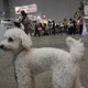 【Interpets 2015 Vol.31】にぎわう会場を動画でチェックする 画像