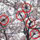 桜の木が危ない！　枯れる恐れもある原因不明の“こぶ病”を調査 画像