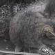 【動画】近所に猫一家が引っ越してきた 画像