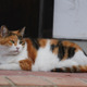 『旅猫ロマン』最新話が本日放送！おしゃべり好き＆牧場の人懐こい猫登場 画像