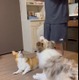 これはスゴい！コーギー＆ボーダーコリー2匹の動画に驚きの声 画像