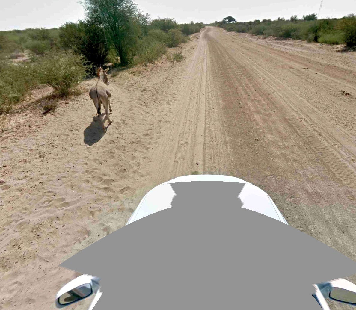 Googleが ロバは無事で元気だ ストリートビュー撮影でひき逃げ 3枚目の写真 画像 Rbb Today Googleが ロバは無事で元気だ ストリートビュー撮影でひき逃げ 3枚目の写真 画像 Rbb Today