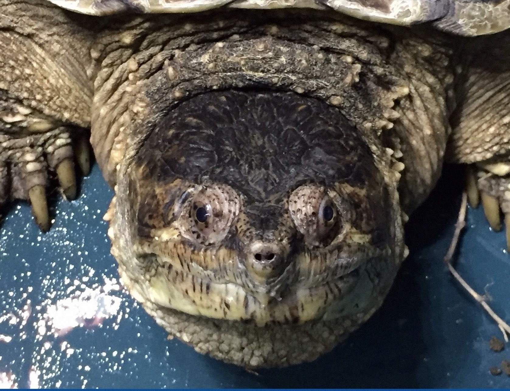 ココリコ 田中と鈴木奈々がカミツキガメの捕獲に挑戦 2枚目の写真 画像 Rbb Today ココリコ 田中と鈴木奈々がカミツキガメの捕獲に挑戦 2枚目の写真 画像 Rbb Today