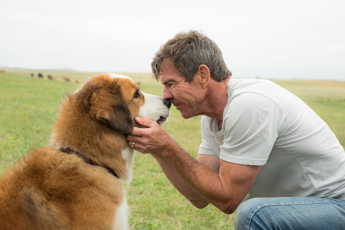 犬と人間のラブストーリー 映画 僕のワンダフル ライフ 特別映像が公開 2枚目の写真 画像 Rbb Today