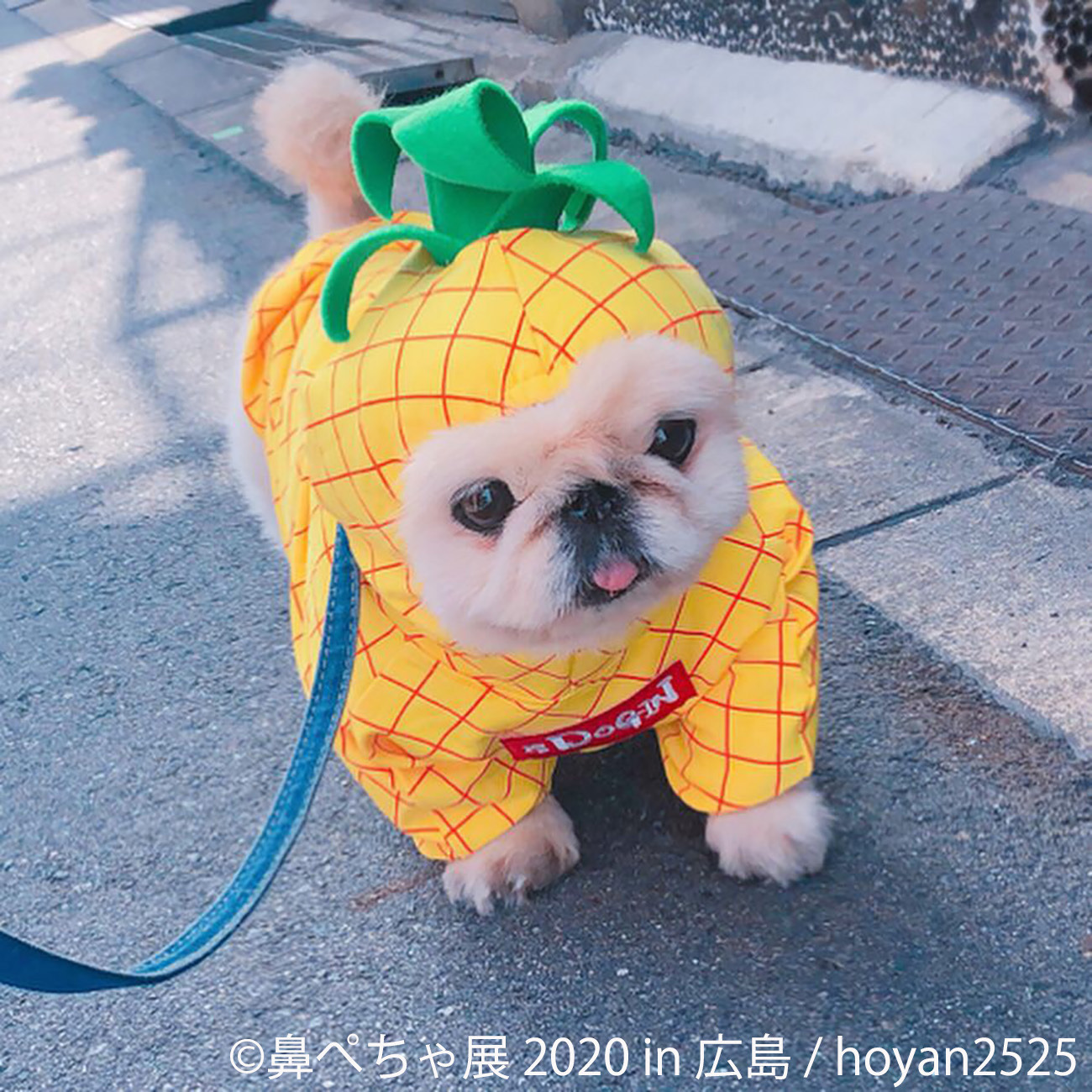 鼻ぺちゃ犬の作品が大集合 パグやシーズーの合同写真展 物販展が広島で開催 16枚目の写真 画像 Rbb Today 鼻ぺちゃ犬の作品が大集合 パグやシーズーの合同写真展 物販展が広島で開催 16枚目の写真 画像 Rbb Today