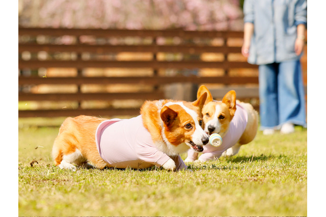 日光グランピング、愛犬同伴無料キャンペーン実施！霧降高原牛BBQも楽しめる 画像