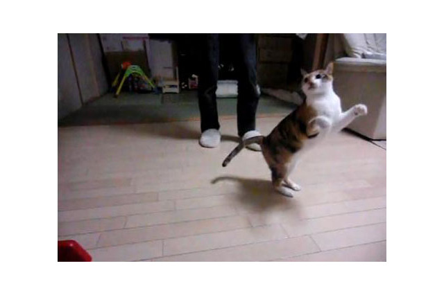 【コンパクトデジカメで猫動画 Vol.3】走る猫をハイスピードで撮影 画像