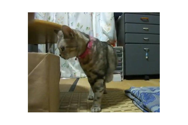 【コンパクトデジカメで猫動画 Vol.5】フルハイビジョンの猫（その2） 画像