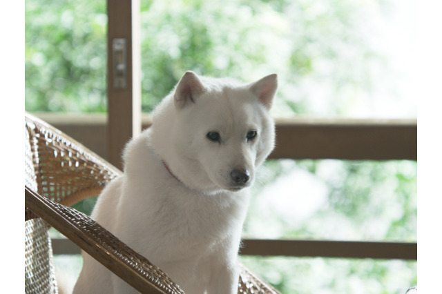 2011年1月度のCM好感度トップ10が発表に 画像