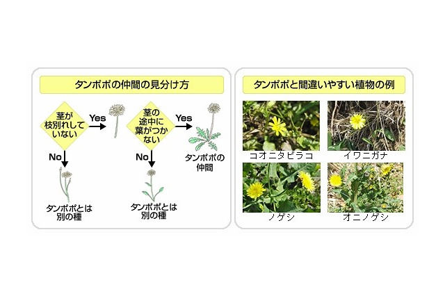 「みんなで創ろう全国タンポポ前線マップ」、富士通がケータイ・ICT活用で実施 画像