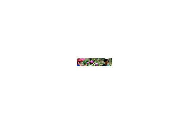 BIGLOBEストリーム、麻薬生産地の人々を追ったドキュメンタリー「死の花」の配信開始 画像