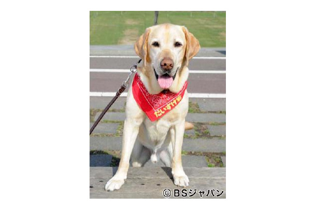 BSジャパン「新ペットの旅」で人気者の“旅犬”だいすけ君が急逝  画像