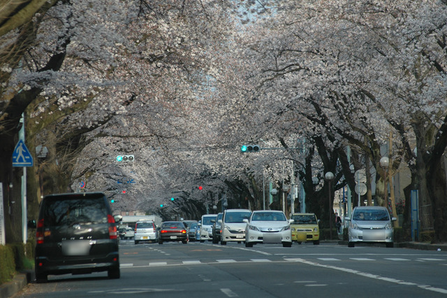 【桜レポート】国立市・隅田公園・国立劇場前など……引き続き花見日和、一部すでに葉桜も 画像