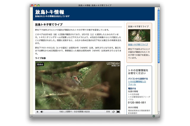 放鳥トキ子育て、ライブ映像を配信 画像
